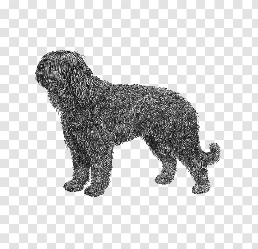 Barbet Schnoodle Spanish Water Dog Portuguese Wirehaired Pointing Griffon - Like Mammal - Pumi Transparent PNG