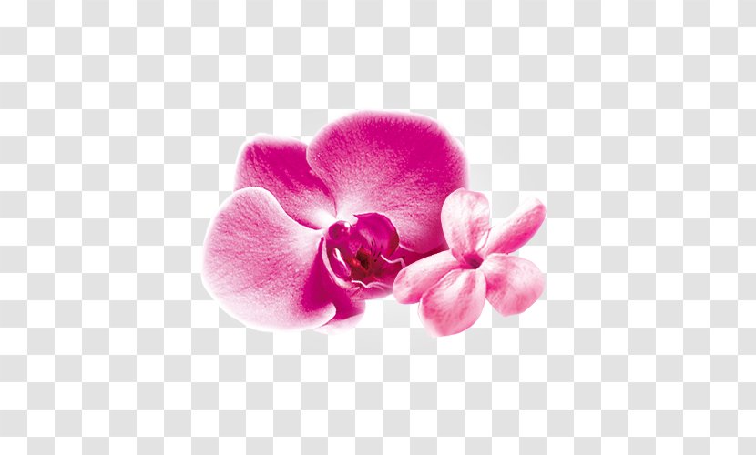 Moth Orchids Pink M Close-up - Flower - LAVANTA Transparent PNG