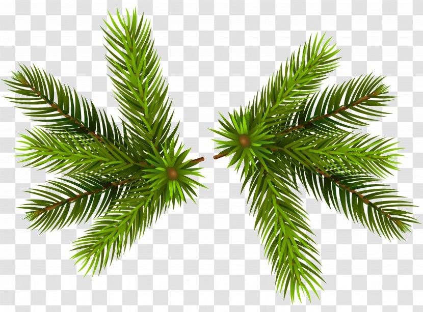 Pine Clip Art - Biome - Transparent Branch Cliparts Transparent PNG