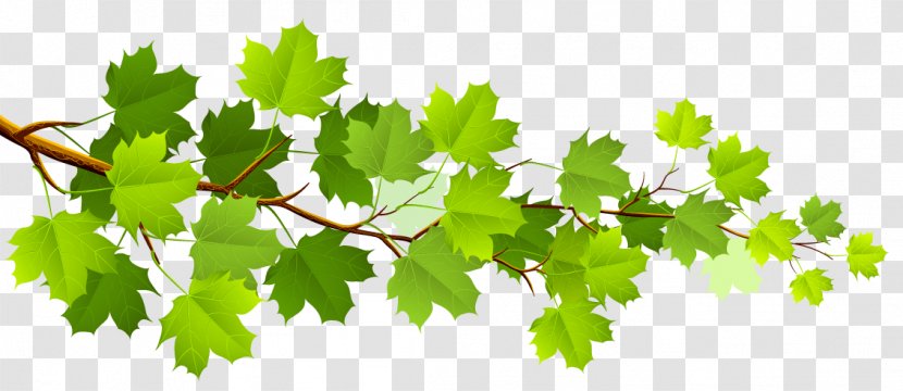 Maple Leaf Autumn Color Clip Art - Grape Tree Transparent PNG