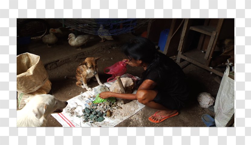 Dog Breed Puppy Artisanal Mining Camarines Norte - Miner - The Motorcycle Diaries Transparent PNG