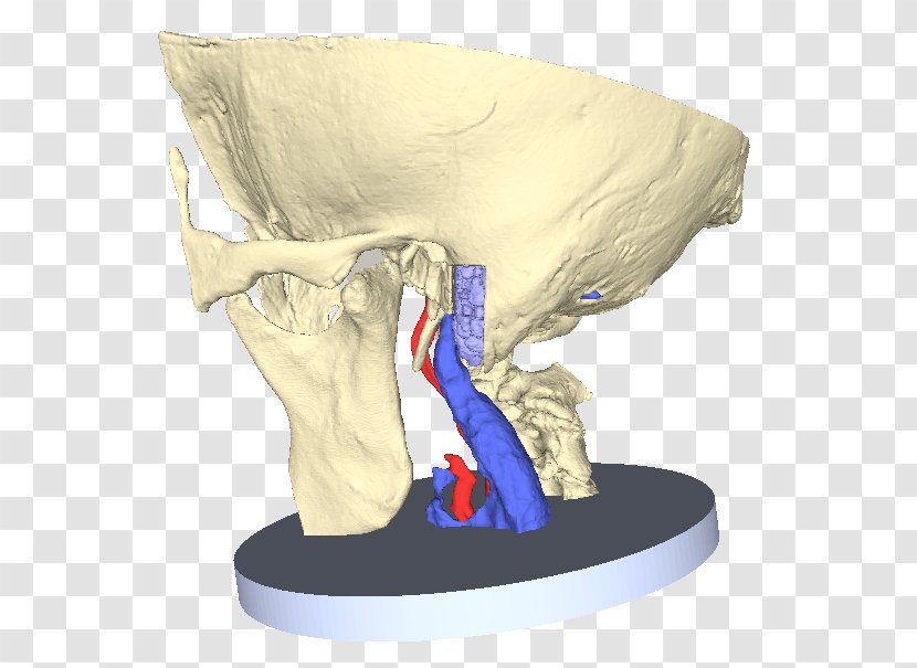 Petrous Part Of The Temporal Bone Anatomy Carotid Canal Middle Ear - Watercolor - Modelling Prominence Transparent PNG