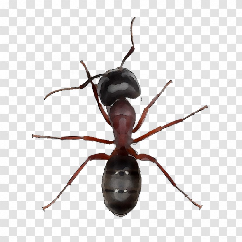 Black Garden Ant Insect Ichneumoninae Carpenter - Subfamily Transparent PNG