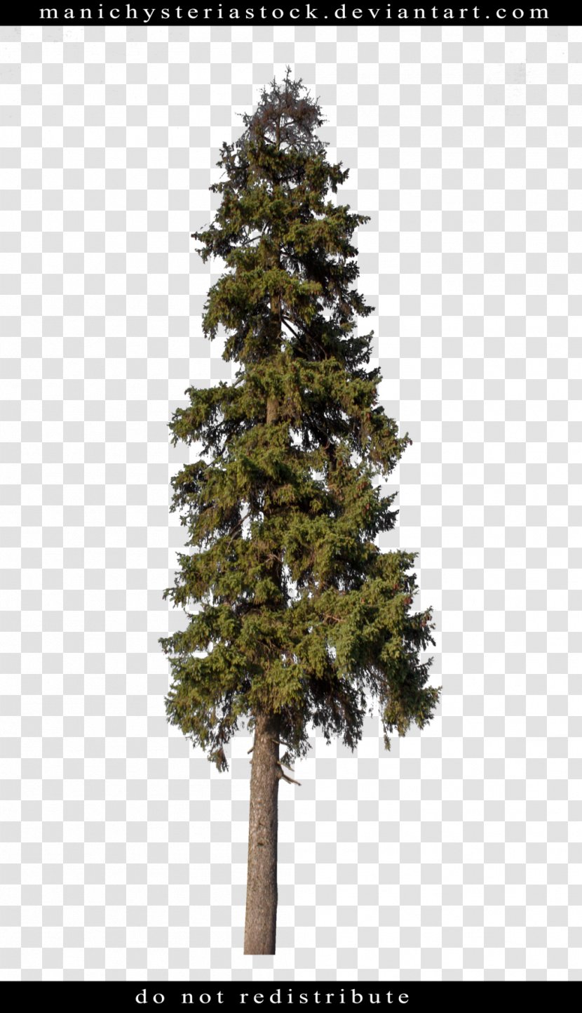 Spruce Pine Fir Tree Plant - Christmas - Fir-tree Transparent PNG