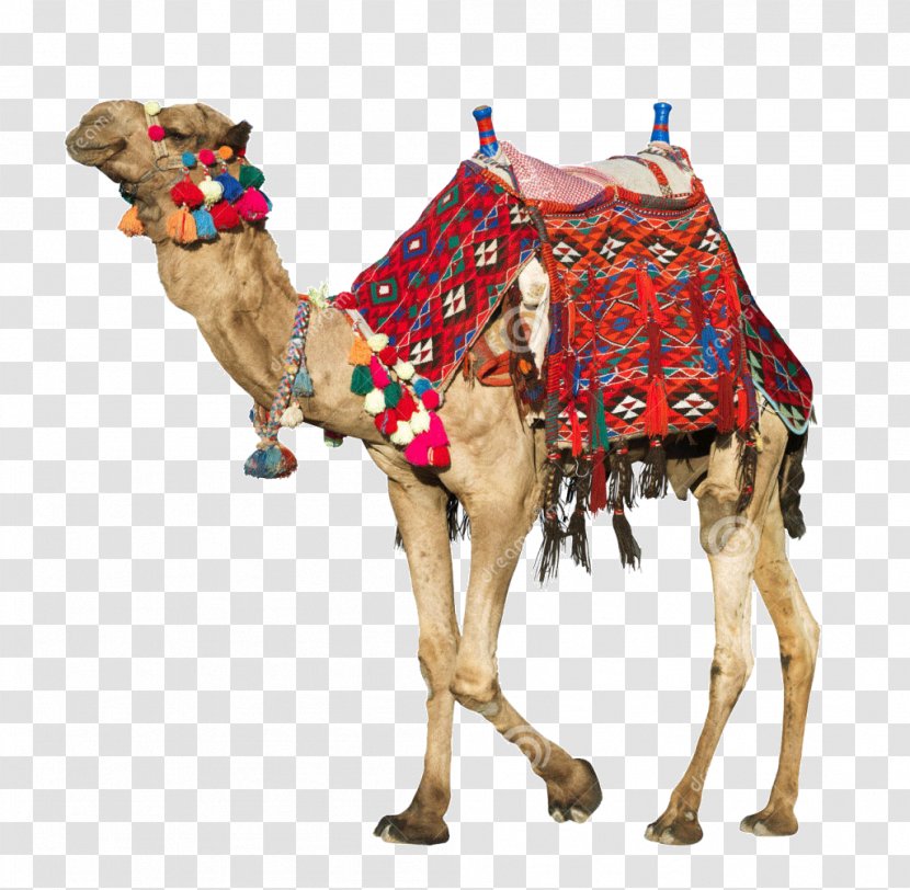 Saddle Stock Photography Dromedary Image - Art - Baby Camel Clipart Transparent PNG