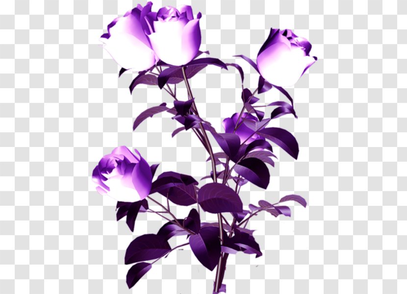 Cut Flowers Petal Plant Stem Purple - Cattleya Orchids - Spotlights Transparent PNG