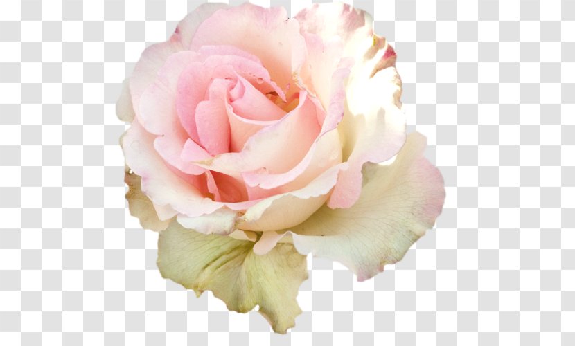 Flower Polyvore Chanel Floral Design Yandex Search - Floristry - White Rose Transparent PNG
