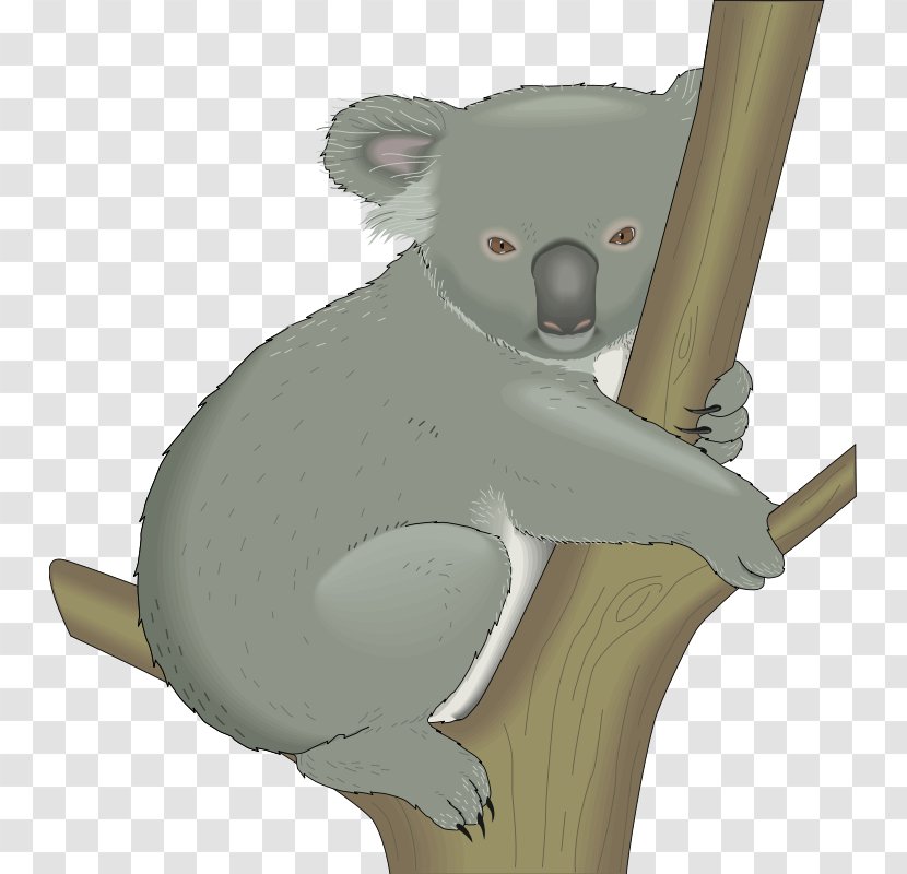 Koala Bear Cuteness Clip Art - Terrestrial Animal - On Transparent PNG