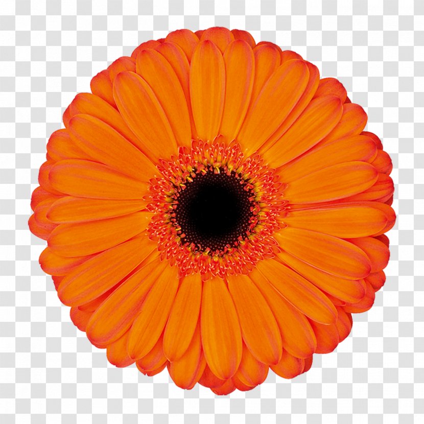 Transvaal Daisy Cut Flowers Kwekerij De Zuidplas Floristry - Applause Transparent PNG