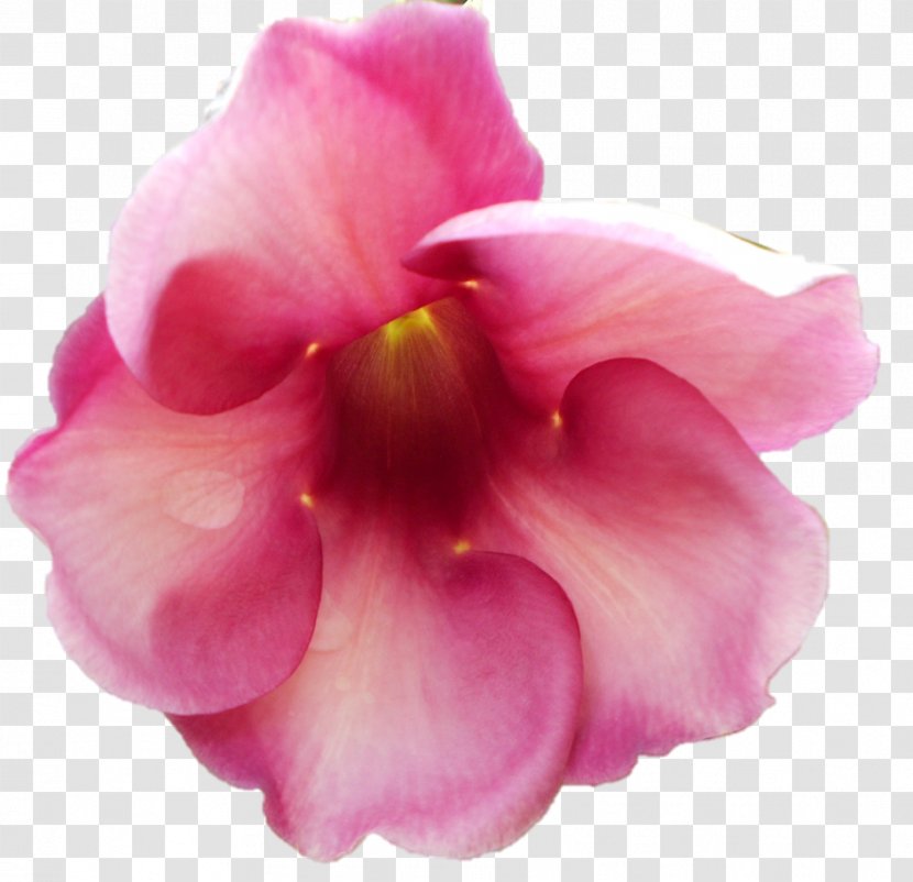 Petal Ramakrishna Mission Cabbage Rose Garden Roses Flower - Janmashtami Transparent PNG