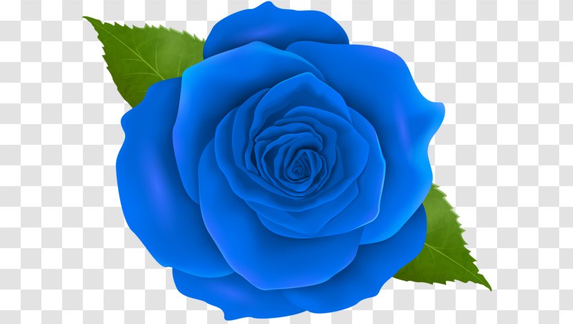 Garden Roses Blue Rose Centifolia Floribunda Clip Art - Flower Transparent PNG