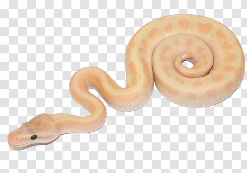 Reptile Ball Python Snakes Bubble Gum Image - Body Jewelry - King Cobra Snake Transparent PNG