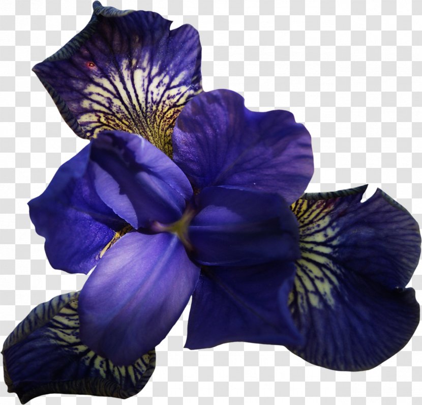 Flower Violet Pansy Clip Art - Blumen Transparent PNG