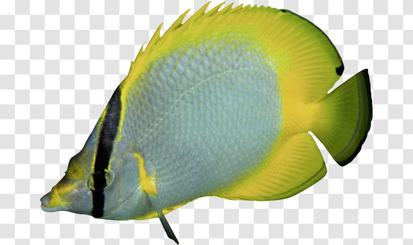 Tropical Fish Marine Angelfishes Aquariums - Coral Reef Transparent PNG