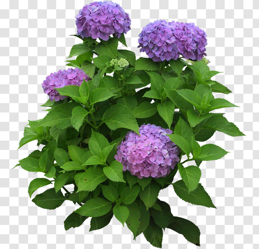 Hydrangea Summer Flower Transparent PNG