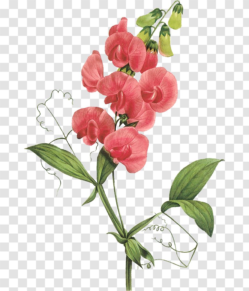 Sweet Pea Clip Art Openclipart Image - Flowering Plant Transparent PNG