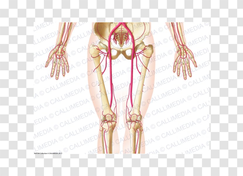 Pelvis Blood Vessel Abdomen Artery Human Anatomy - Frame - Flower Transparent PNG