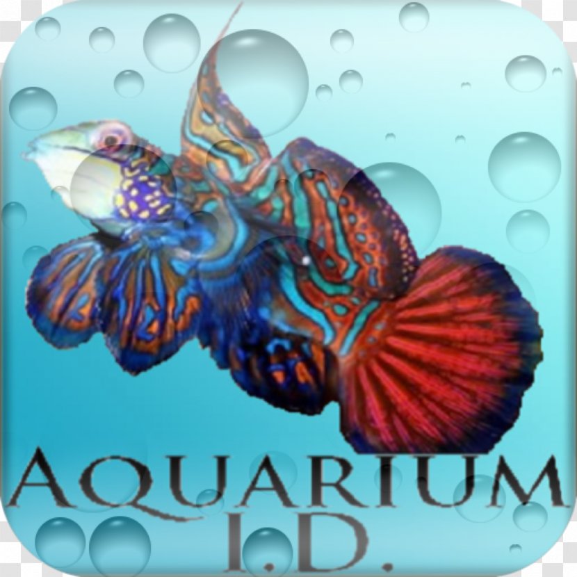 Saltwater Fish Seawater .cf - Cf - Salt Transparent PNG