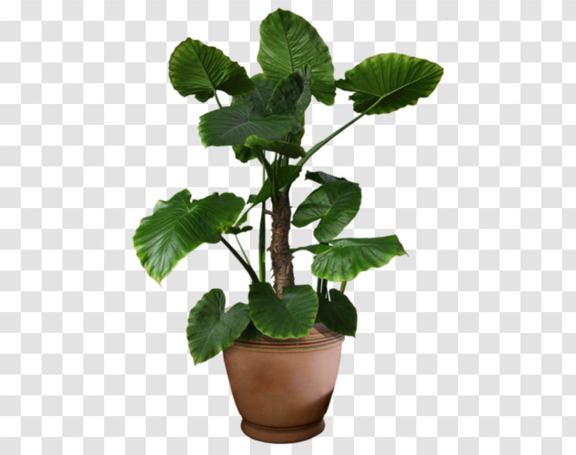 Plant Flowerpot Transparent PNG