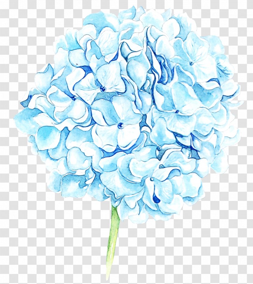 Cut Flowers Flower Hydrangea Hydrangeaceae Plant - Flowering Cornales Transparent PNG