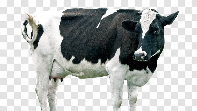 Dairy Cattle Calf Sheep - Livestock Transparent PNG