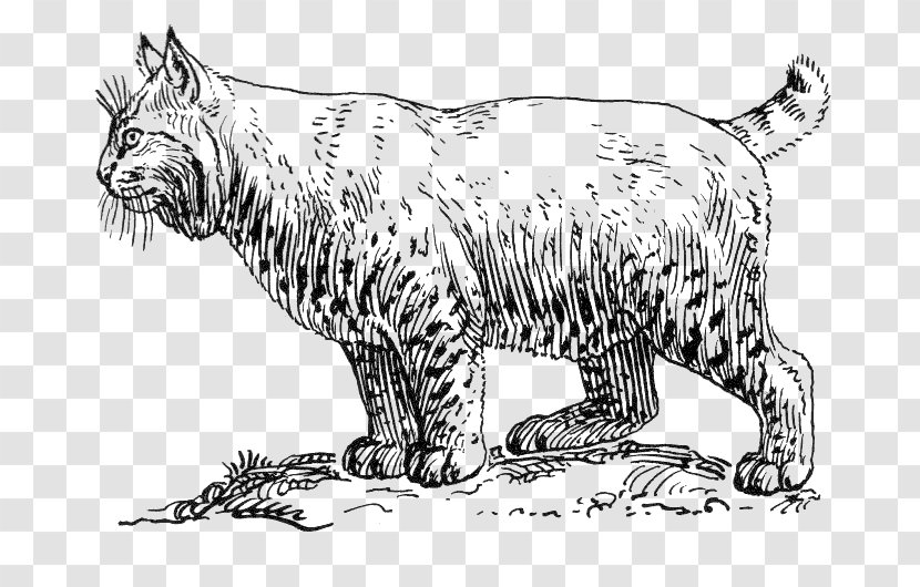 Bobcat Cougar Wildcat Coloring Book Clip Art - Mammal - Wild Vector Transparent PNG