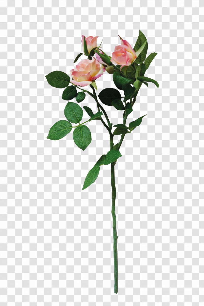 Chinese Rose - Petal - Order Transparent PNG