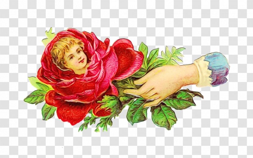 Garden Roses - Plant - Rose Order Petal Transparent PNG