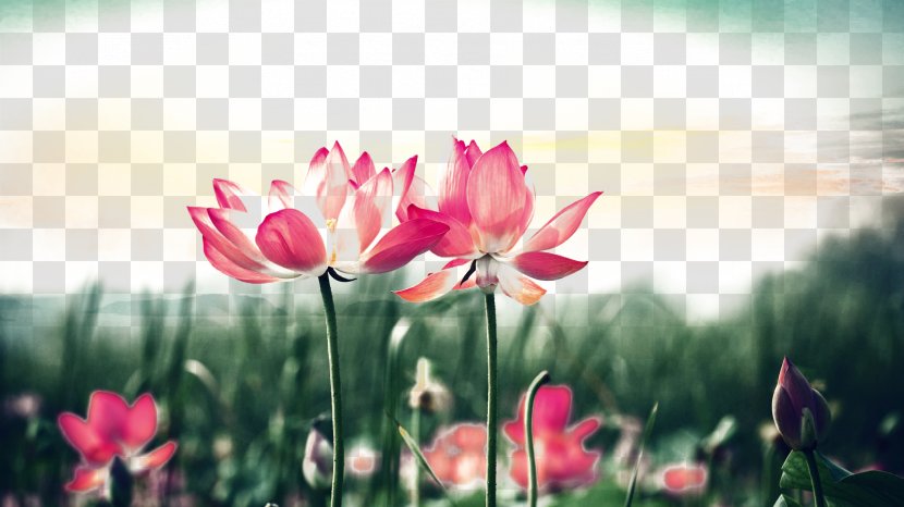 Tongue Cancer Mouth Neoplasm Aphthous Stomatitis - Wildflower - Lotus Sunset Transparent PNG