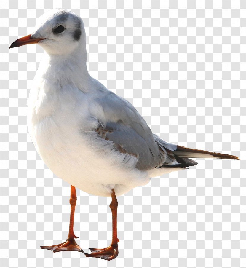 Bird Common Gull Mouette Transparent PNG