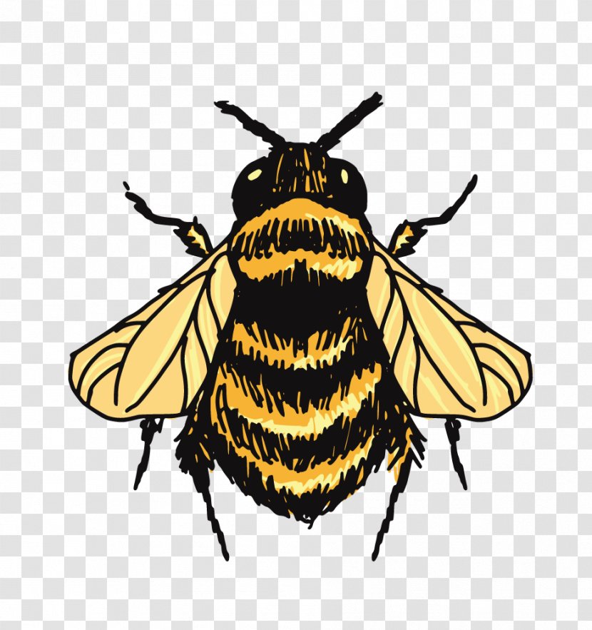 Bumblebee Drawing Sketch - Honey Bee - Tops Transparent PNG