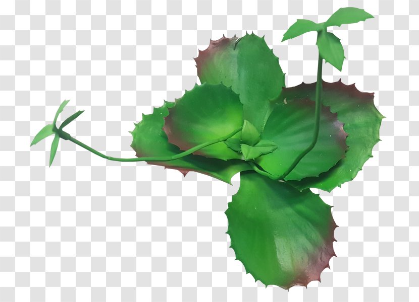 Leaf Herbalism Plant Stem Flower - Annual - Echeveria Transparent PNG