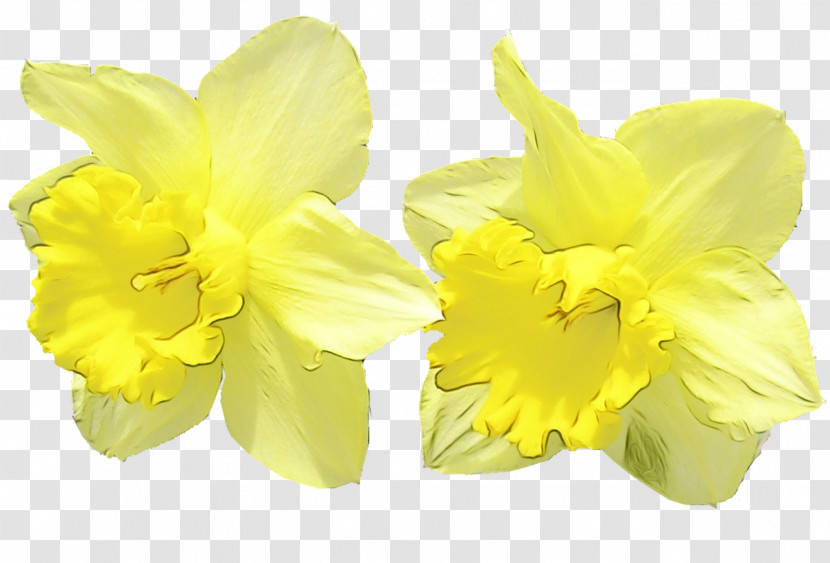 Yellow Flower Narcissus Petal Plant Transparent PNG