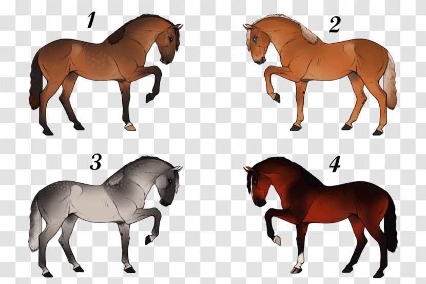 Mustang Stallion Foal Mare Colt - Animal - American Paint Horse Transparent PNG