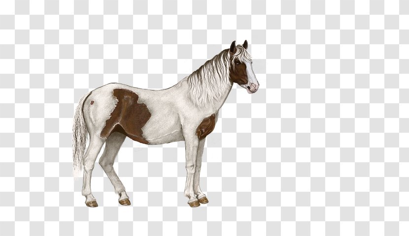 Mustang Pony Stallion American Miniature Horse Foal - Rein Transparent PNG