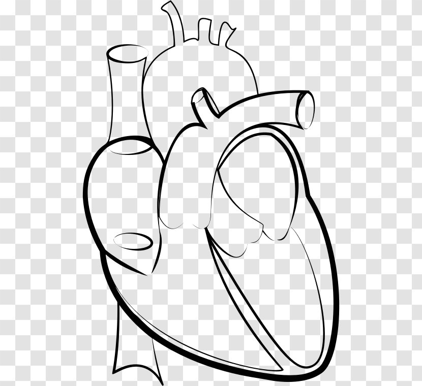 Heart Line Art Drawing Clip Transparent PNG