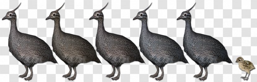 Zoo Tycoon 2 Bird Platypus Asiatic Peafowl - Peacockpheasant Transparent PNG