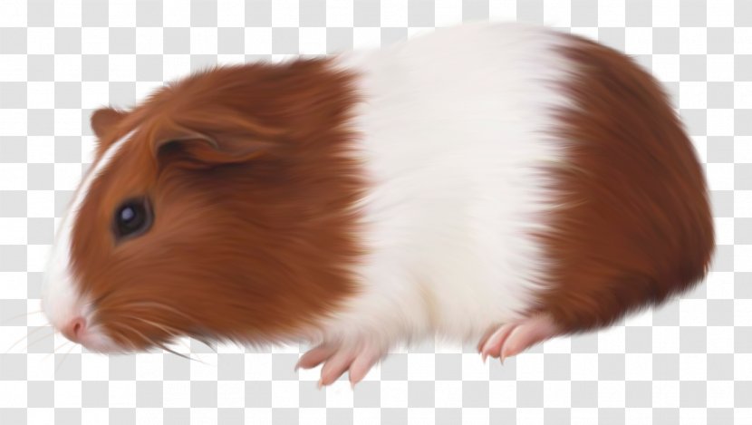 Guinea Pig Rodent Domestic Animal - Rat Transparent PNG