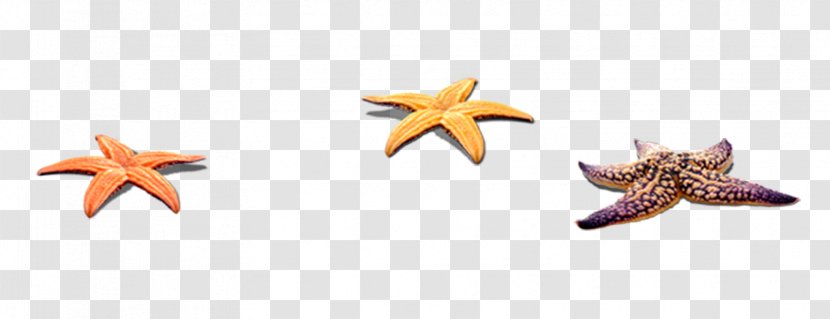 Beach Download Icon - Starfish Decoration Pattern Transparent PNG