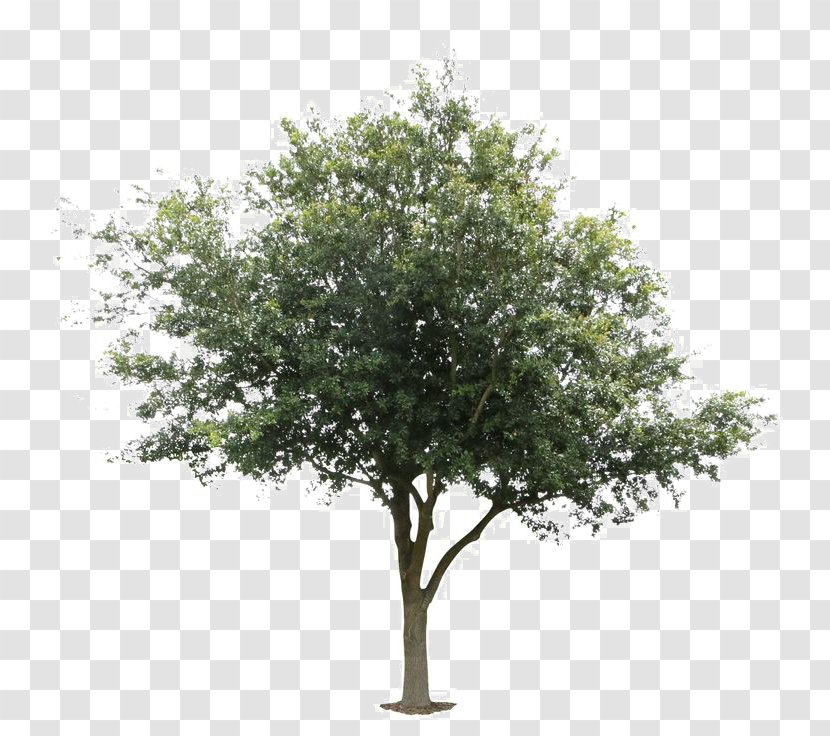 Tree Deciduous Plant Architecture Wood - Northern Red Oak Transparent PNG
