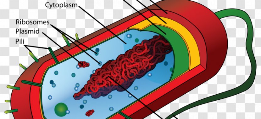 Prokaryote Cell Membrane Eukaryote Bacteria - Watercolor - Tree Transparent PNG