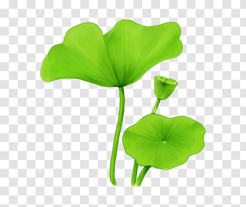 Leaf Sacred Lotus Design Effect - Green Plant Transparent PNG
