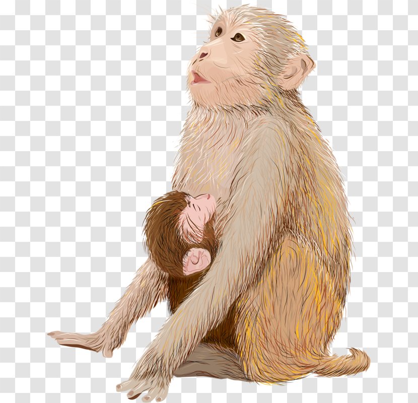 Infant Monkey Drawing Illustration - Neonate - Hand-painted Transparent PNG