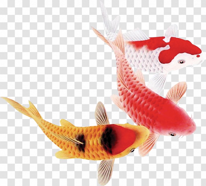 Koi Carassius Auratus Fish - Screenshot Transparent PNG