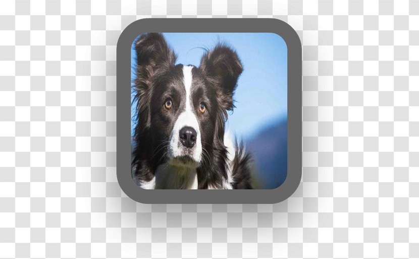 Border Collie Rough Dog Breed Companion - Snout - Android Transparent PNG