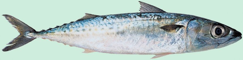 Thunnus Mackerel Sardine Fish Products Oily - Anchovy - Scombridae Transparent PNG