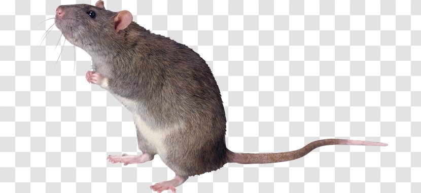 Mouse Cat Rodent Gerbil Fancy Rat - Raton Transparent PNG