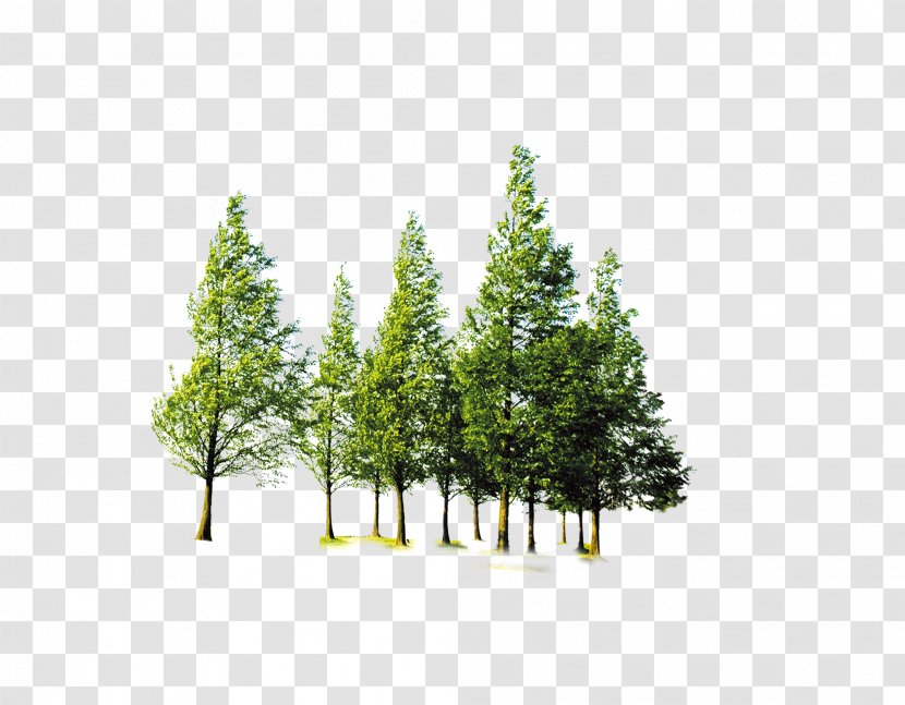 Tree Forest Computer File - Grass - Trees Transparent PNG