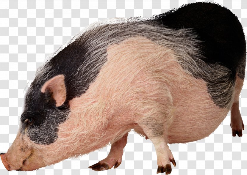 Vietnamese Pot-bellied Wild Boar Stock Photography Pet Clip Art - Mammal - Pig Transparent PNG