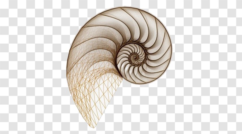 Drawing Spiral Seashell Snail Chambered Nautilus Transparent PNG